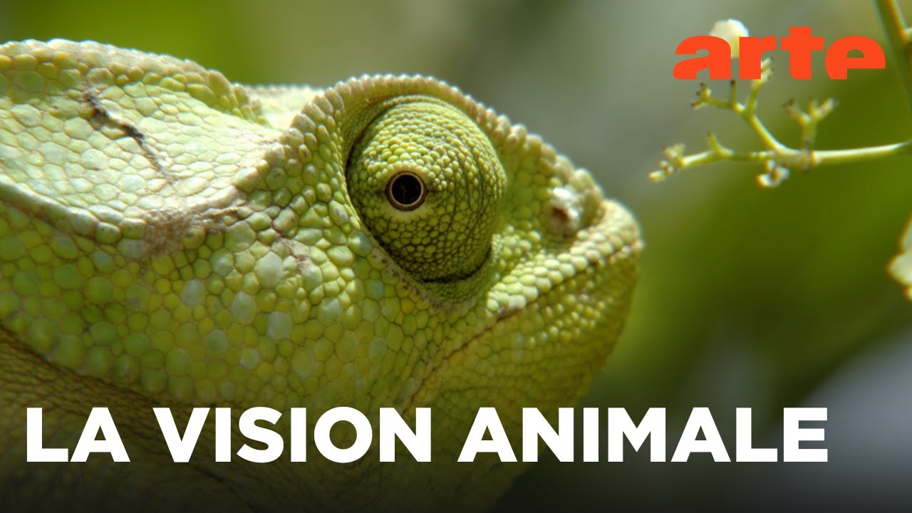 Voir et être vu | Sensations animales | ARTE Évasion
