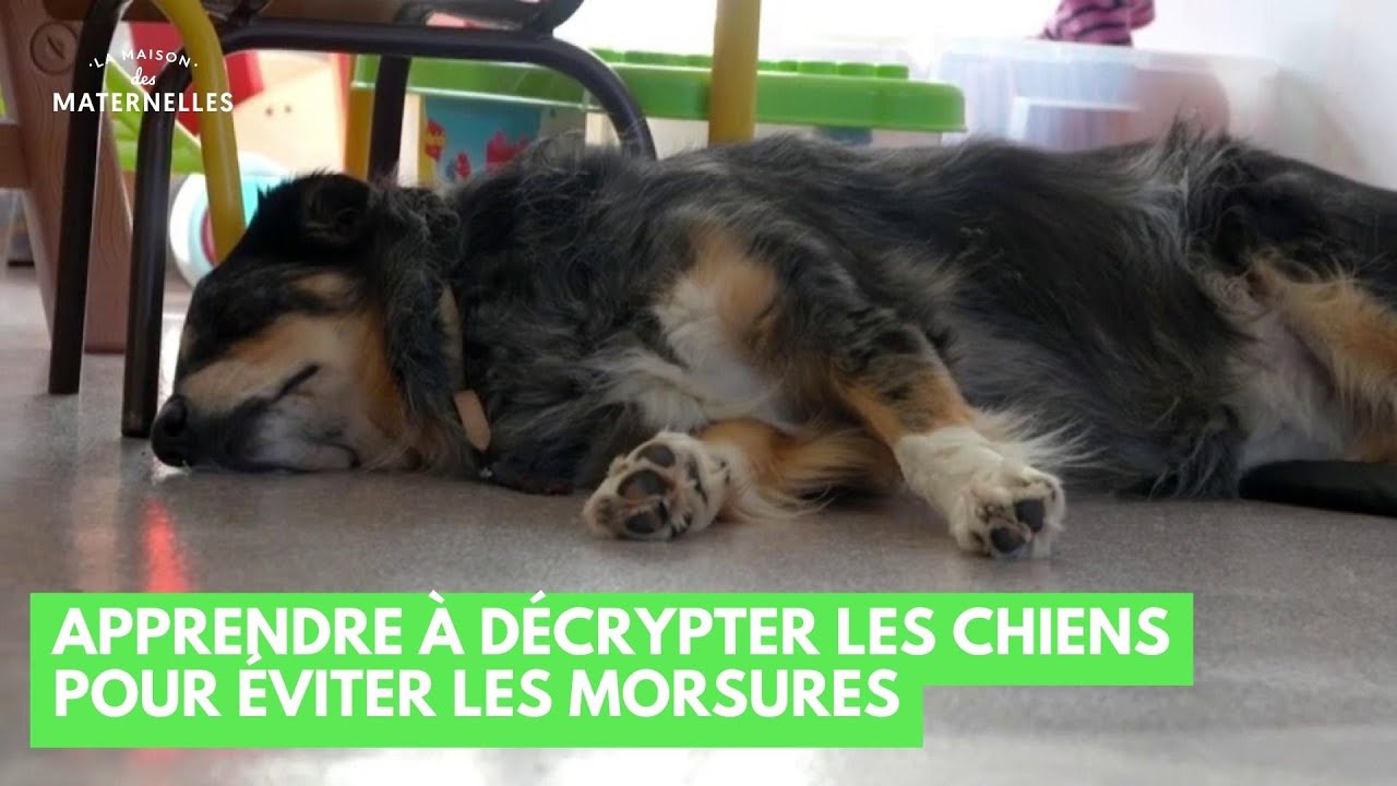Apprendre à décrypter les chiens pour éviter les morsures - La Maison des maternelles #LMDM