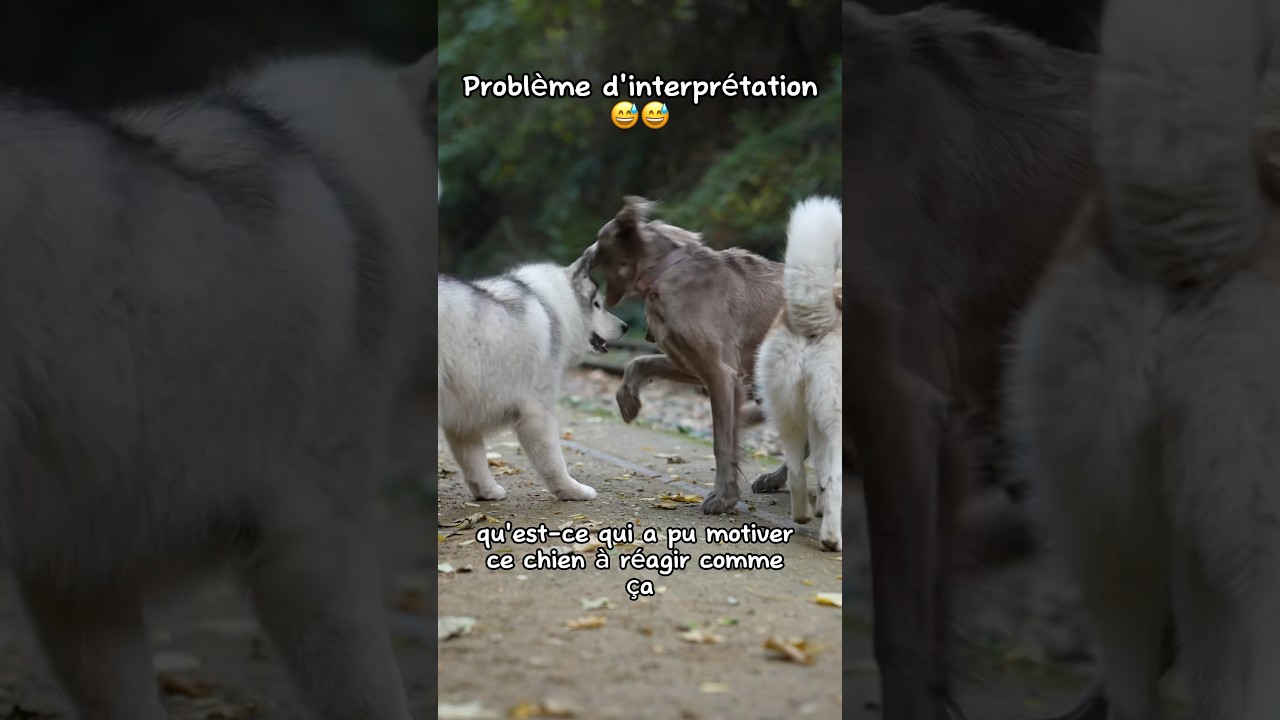 Problème d’interprétation… restons calme 😌 #chien #chienheureux #dog #husky #huskylovers #doglover