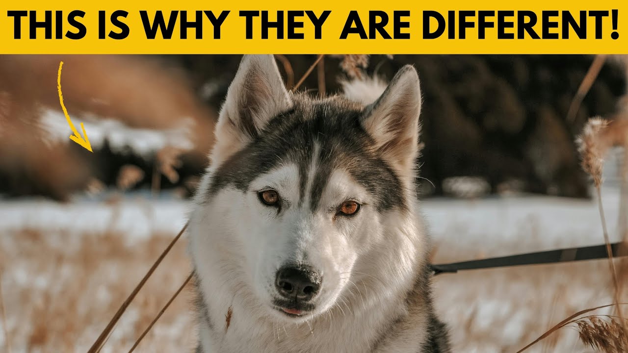 6 Ways Siberian Huskies Are Different From Other Dogs