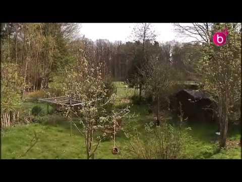 Un chien husky risque l'euthanasie pourp avoir croqué 4 agneaux