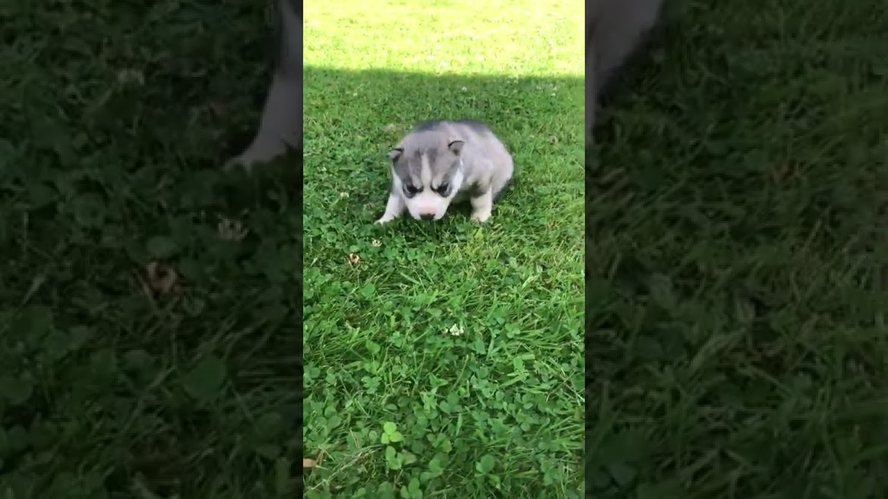 Chiots husky