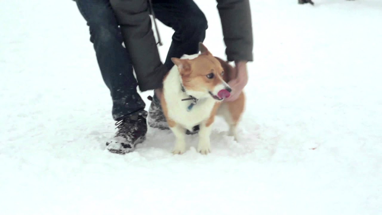 Comportement du chien: faites-vous partie de sa meute?