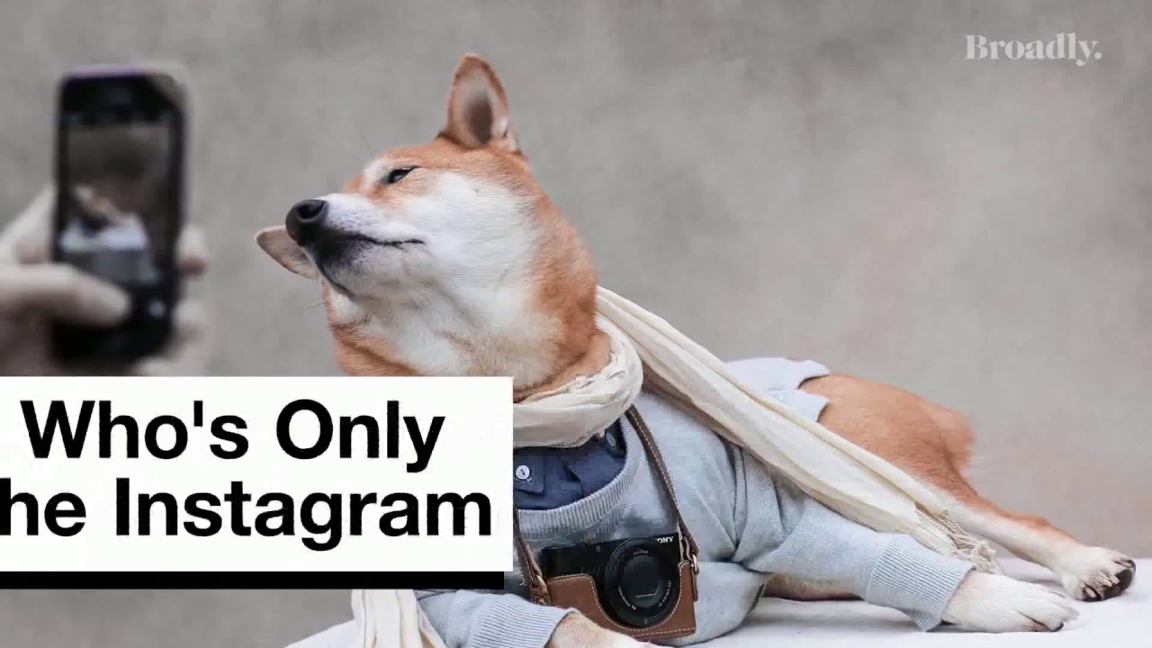 Un chien star des réseaux sociaux ...