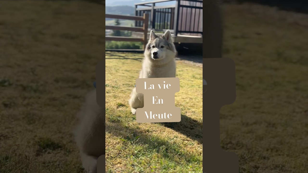 On s’est toujours promis de les réunir peu importe les circonstances 🫶🥹 #chien #husky
