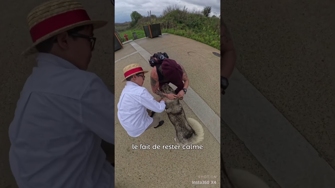 J’aide un enfant (partie 2) #chien #chienmignon #husky #dog #chiens #chienheureux #educationcanine