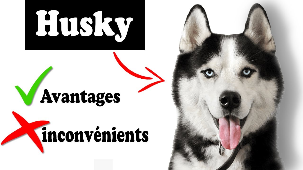 Le Husky sibérien Avantages et Inconvénients | Husky sibérien Le mal Et Le Bien De La Race