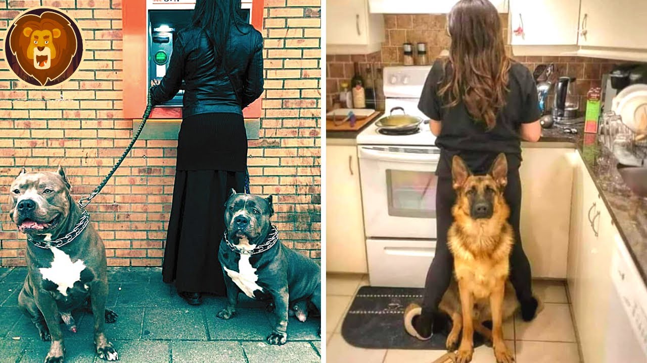 12 Races de Chiens Qui Vous Protégeront Quoi Qu'il Arrive !