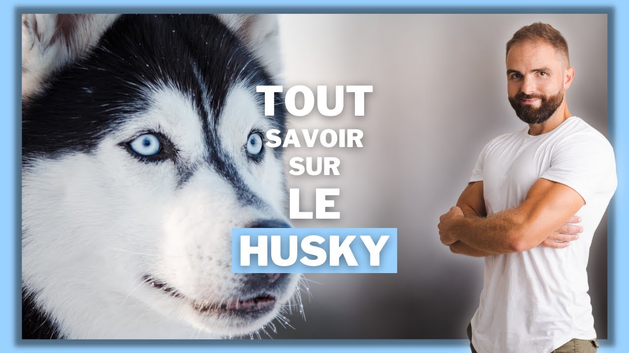 Race de chien Husky : caractère, dressage, comportement, santé de ce chien de race...