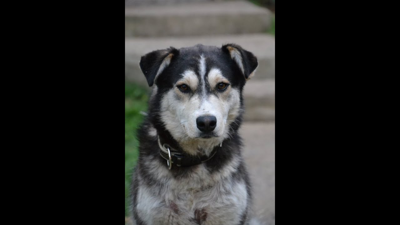 Adoption d'un chien de Serbie : JIMMY / UN COEUR POUR EUX