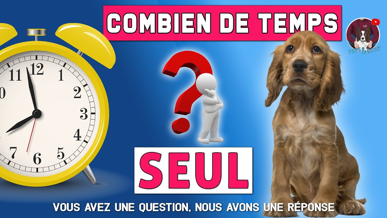 COMBIEN DE TEMPS LAISSER SON CHIEN SEUL