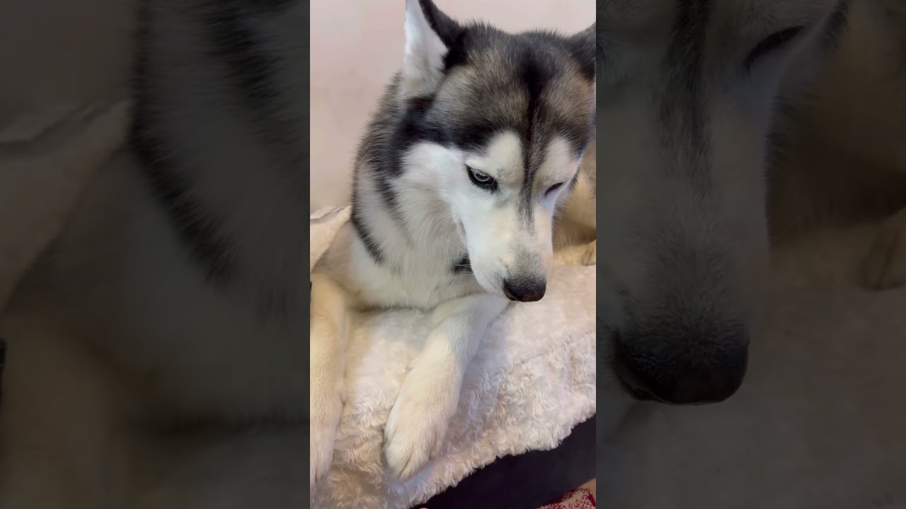 Petit loup ❤️ #husky #humour #cute