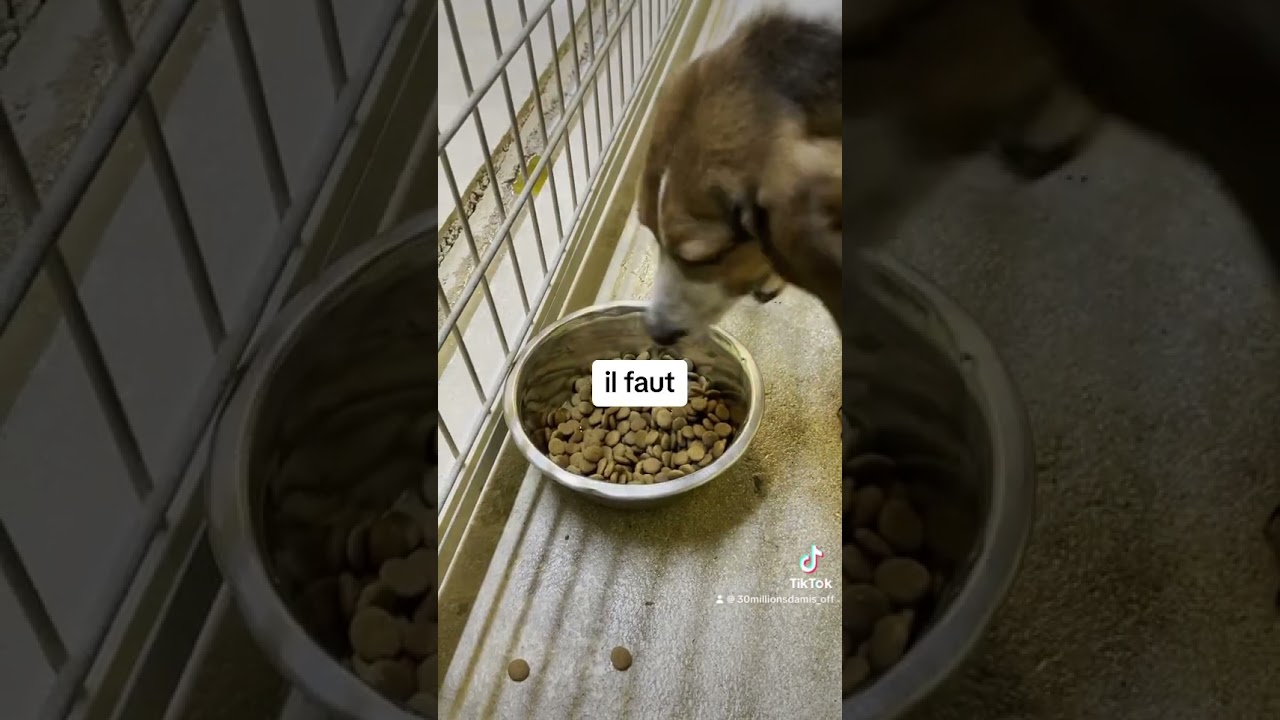 Ces chiens maltraités prennent leur 1er vrai repas au refuge ❤