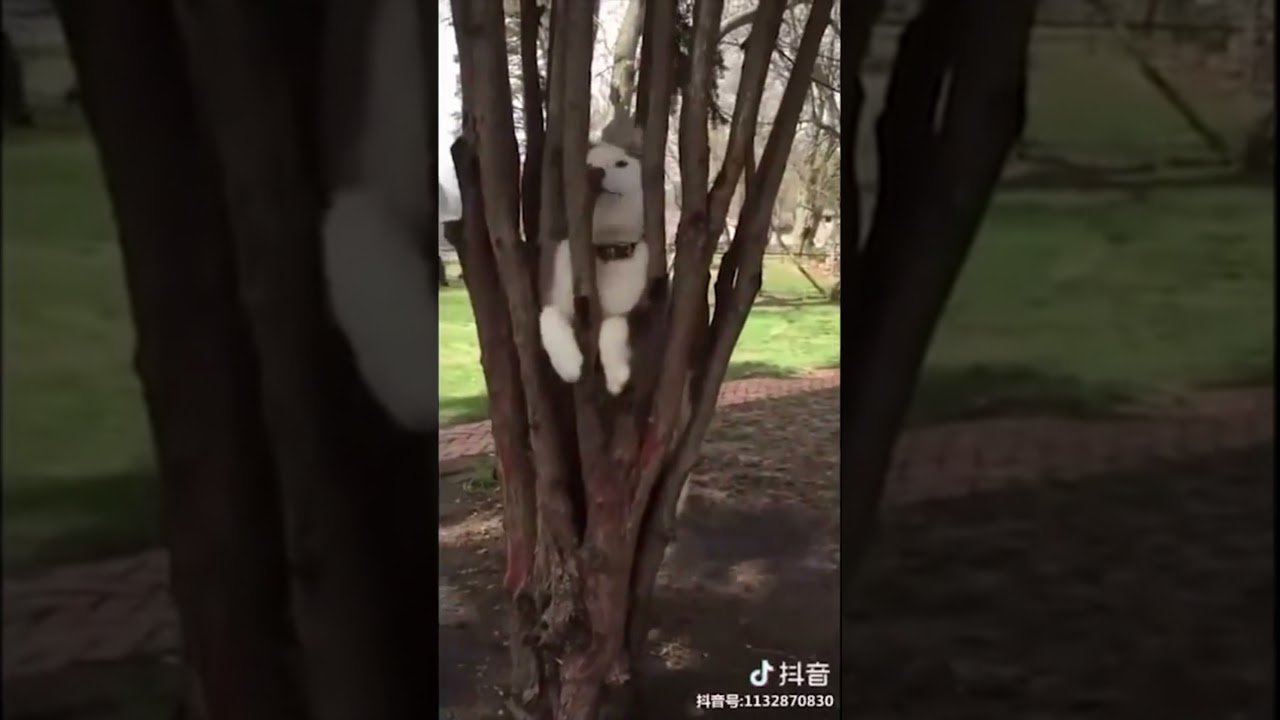 Cet HUSKY est coincé dans un arbre depuis 3 HEURES ... #shorts