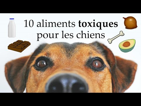 10 aliments toxiques pour les chiens  