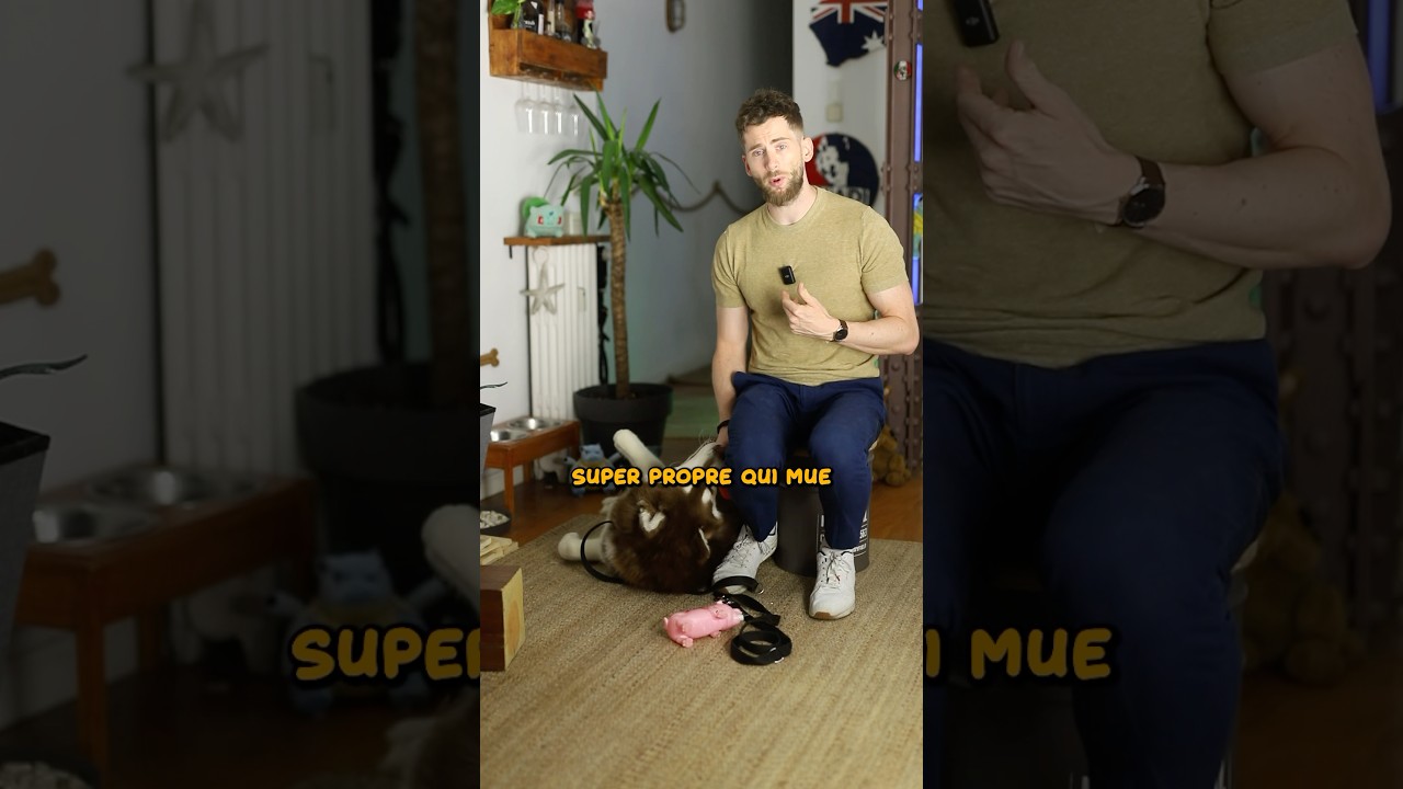 Avant d’acheter un Husky (partie 2/2)