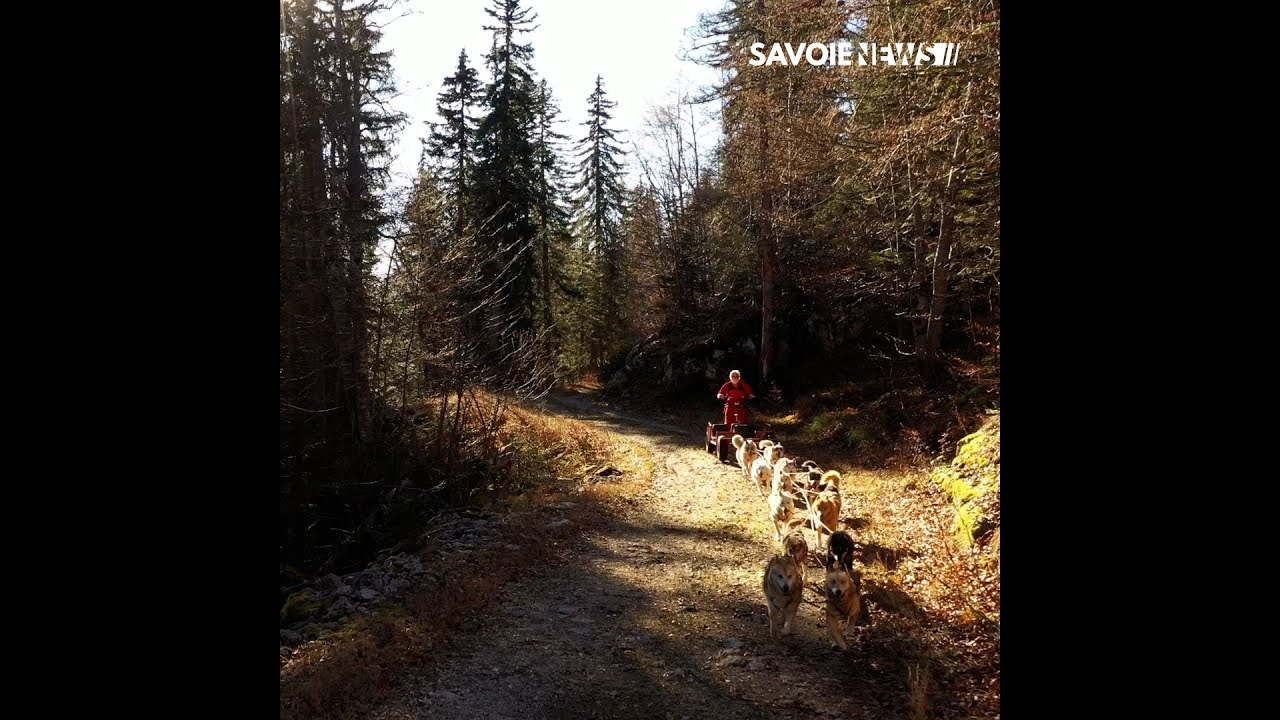 Aillon-le-Jeune : Découverte de la Ferme des Chiens de traîneaux