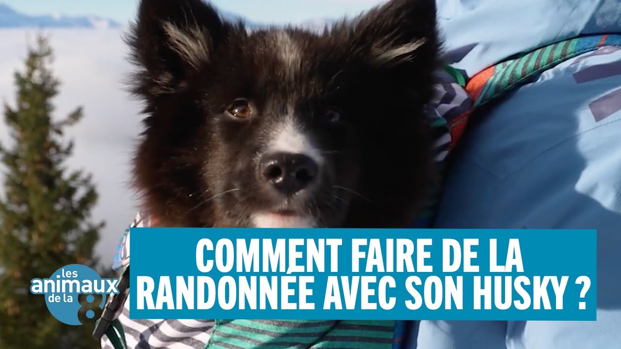 Comment faire de la randonnée avec son husky ?