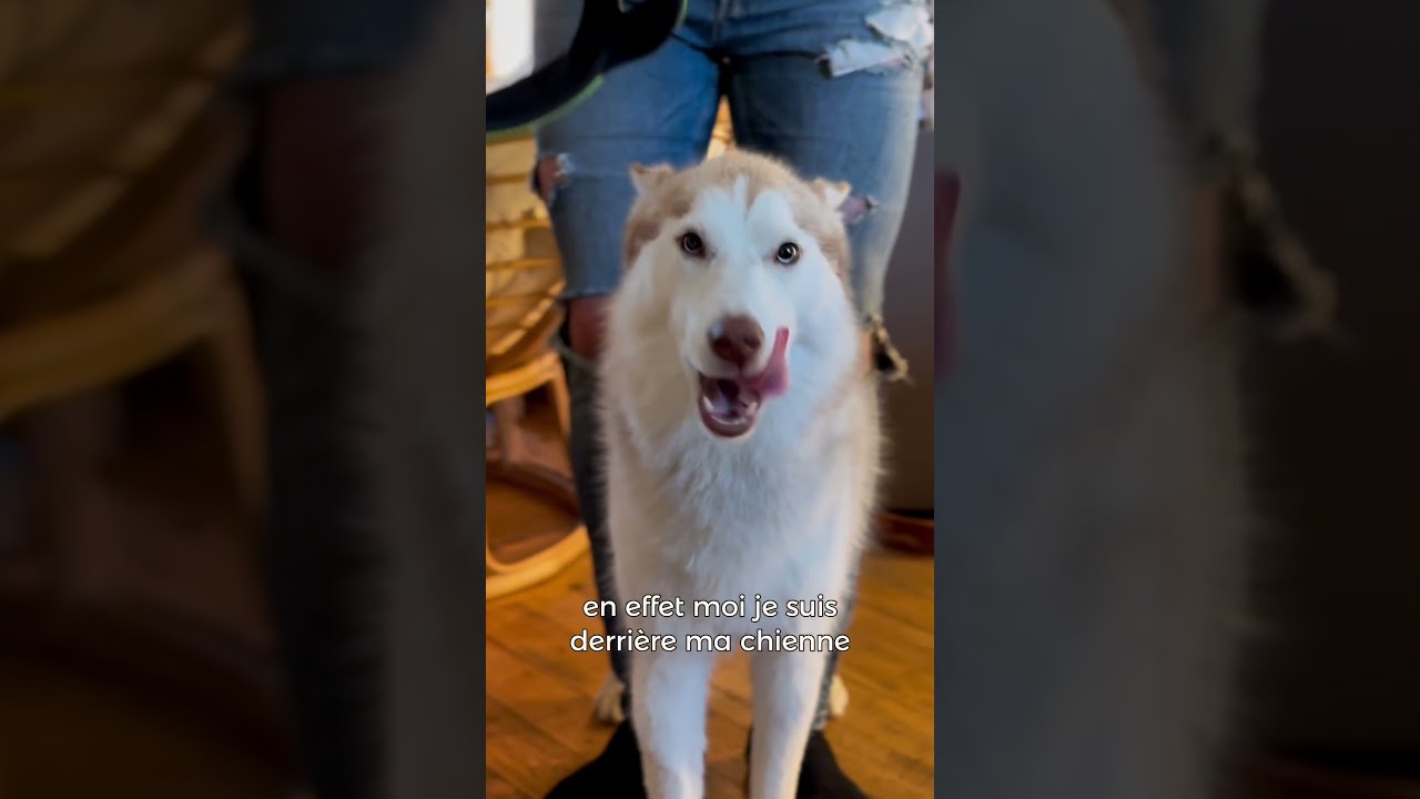 Communication canine bis ☺️ # #chien #chiens #husky #chienmignon #animaux #educationcanine