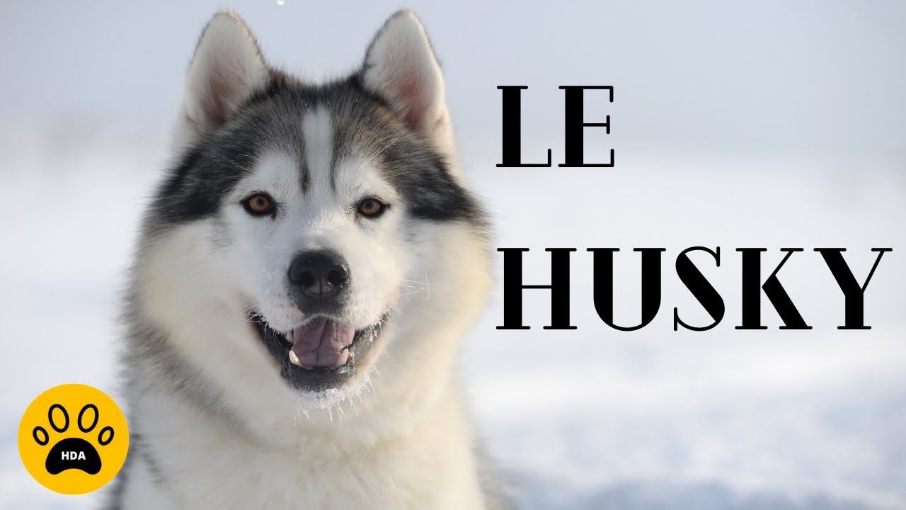 Le Chien Husky sibérien 👉 Tout savoir sur le husky sibérien