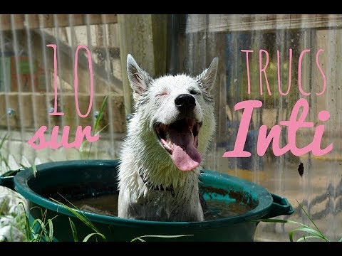 10 TRUCS À SAVOIR SUR MON HUSKY