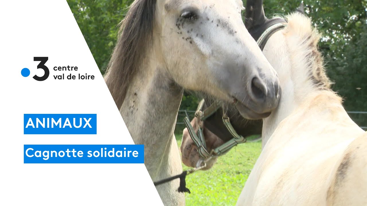 Menetou-Salon : une cagnotte pour financer l'opération de son cheval mal voyant