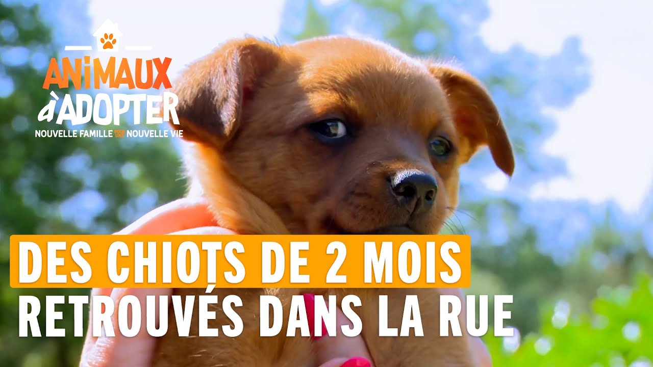 Des chiots de 2 mois abandonnés dans la rue - Animaux À Adopter