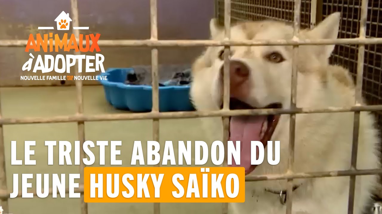 Saïko, le jeune husky est tristement abandonné 😢 #AnimauxÀAdopter