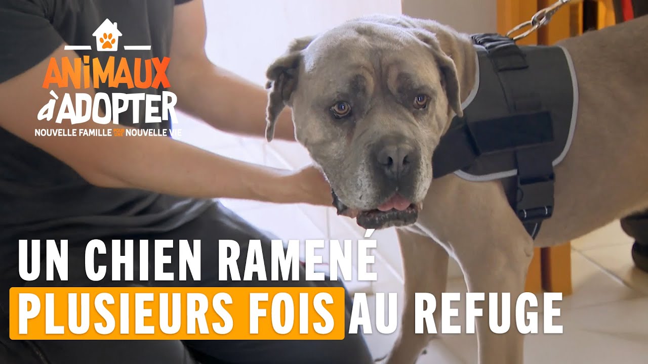 Un chien ramené plusieurs fois au refuge - Animaux À Adopter