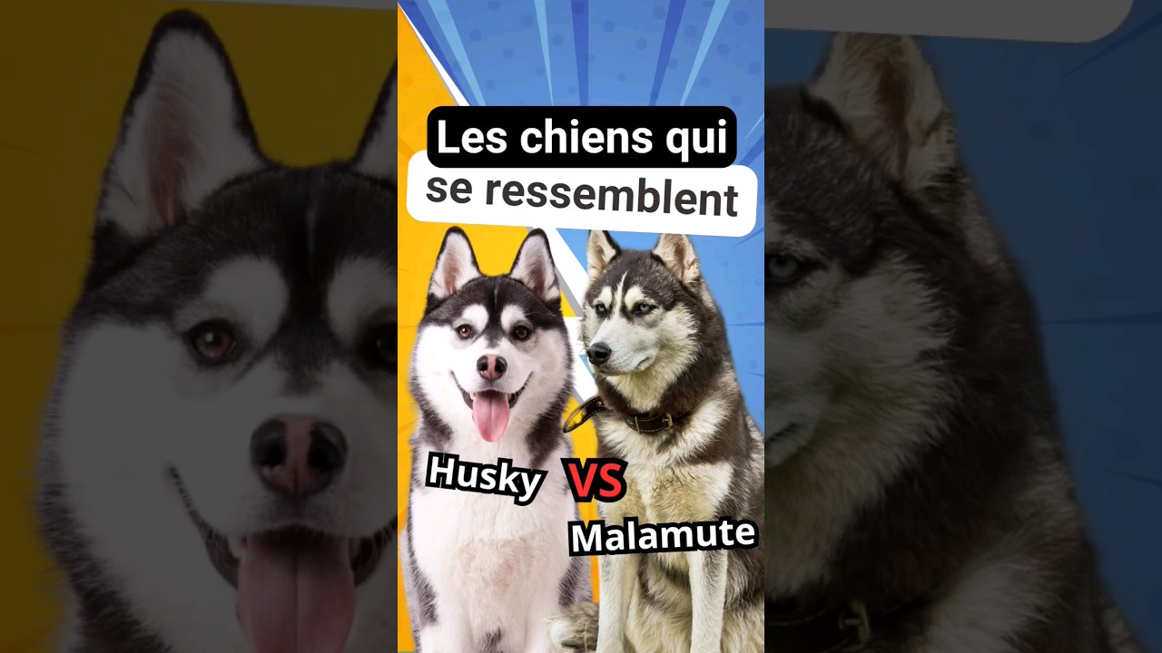 Husky VS Malamute