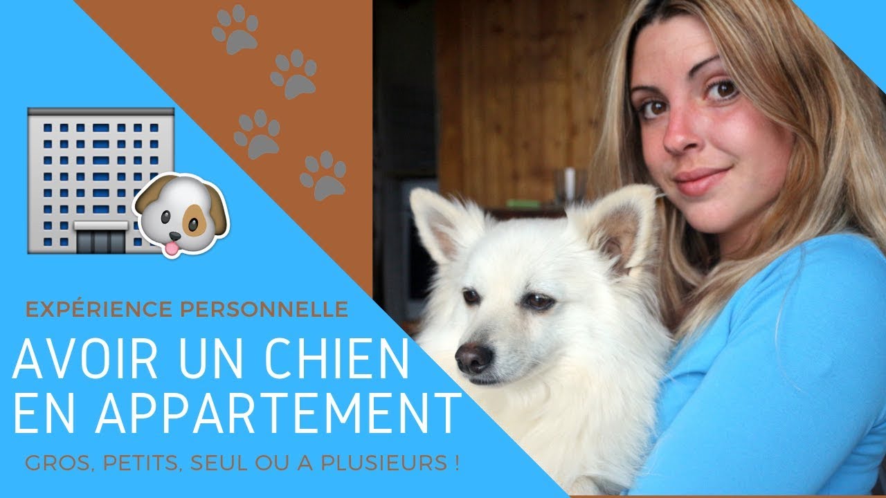 AVOIR UN (gros) CHIEN EN APPARTEMENT - mon expérience, avec ma spitz et ma malamute