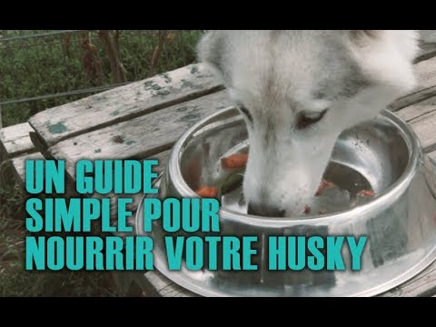 Un Guide Simple Pour Nourrir Votre Husky (Français) | Siberian Husky Academy