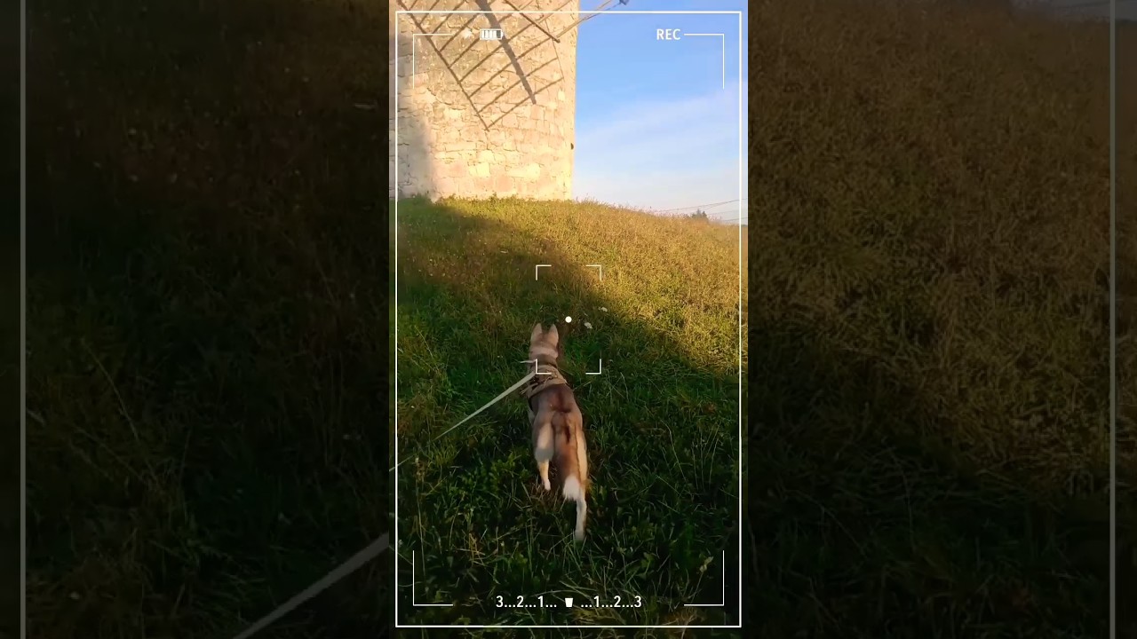 Promenade Husky#puppydog #chien #dog #huskypuppy #chiots #husky #huskylove #doglife #dog #dogplaying