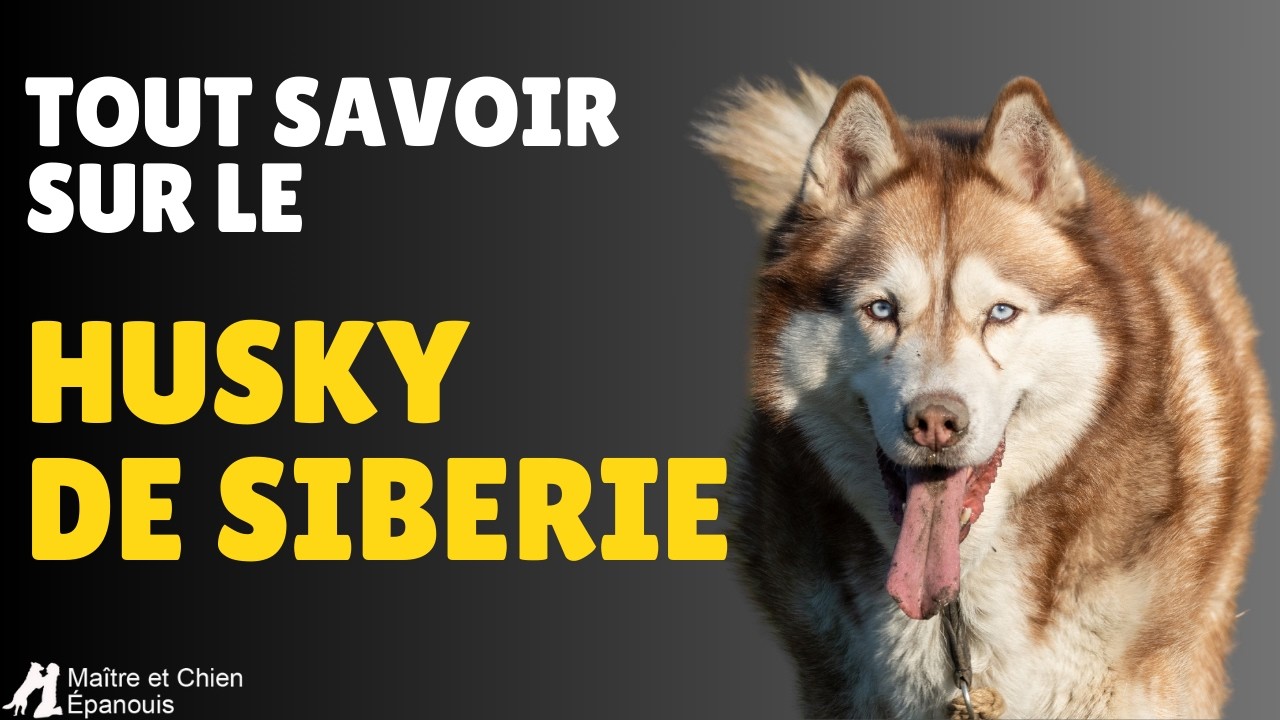 Le Husky de Sibérie : Idées Reçues, Caractère, Santé et Education