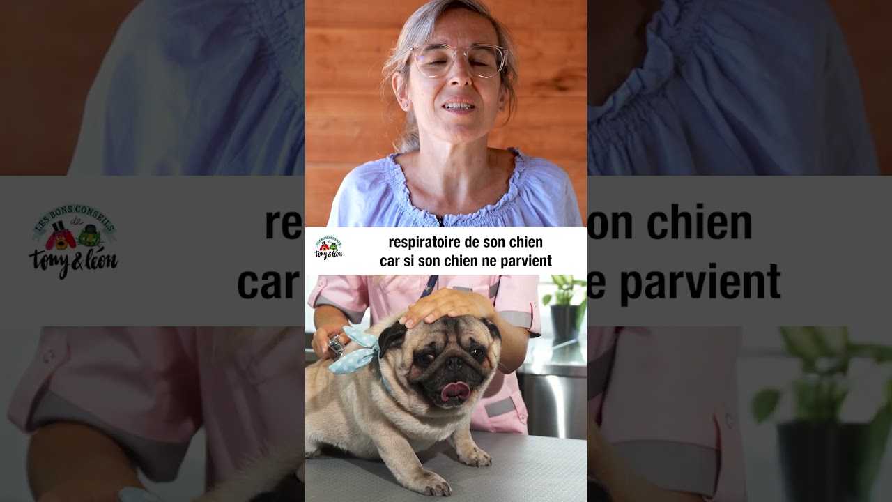 5 Signes d'un chien cardiaque