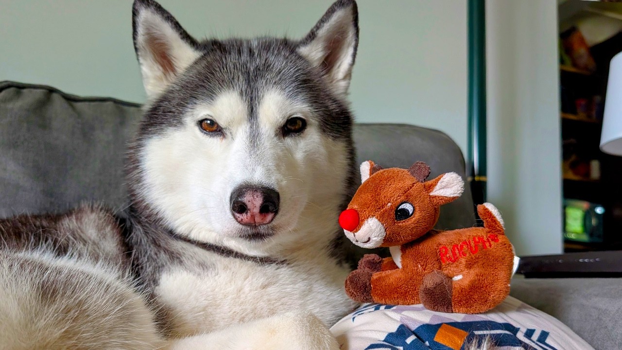 My Husky is HOWLING For CHRISTMAS In July!