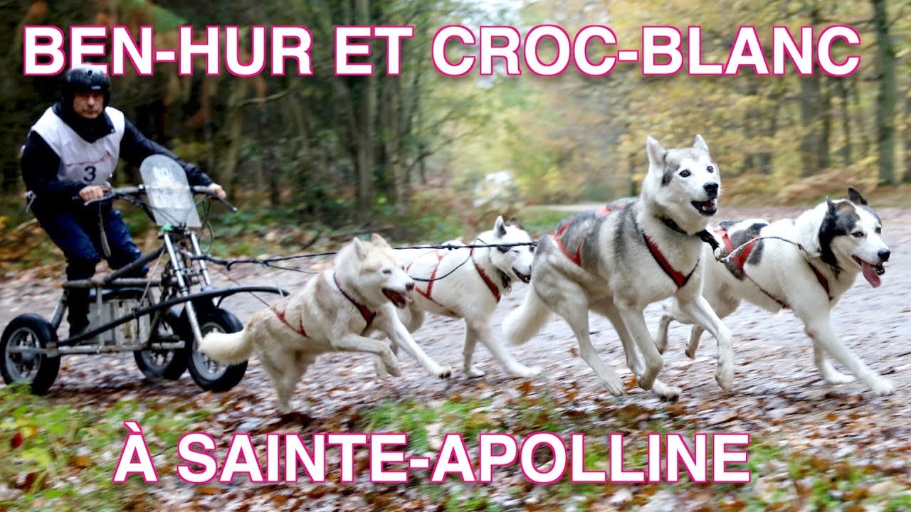 Une course de traineaux à chiens dans les Yvelines