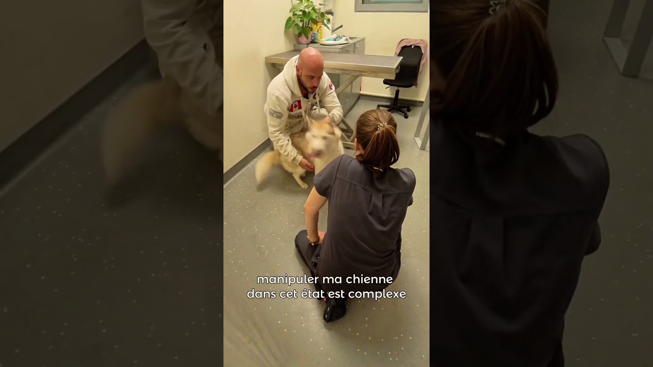 La fin d’une journée infernale… #chien #educationcanine #animaux #husky #epilepsie #veterinaire