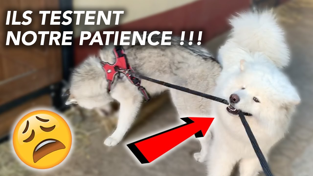 HUSKY EN LIBERTÉ, SOCIABILISATION, ÇA COMMENCE BIEN ET ÇA FINIT MAL