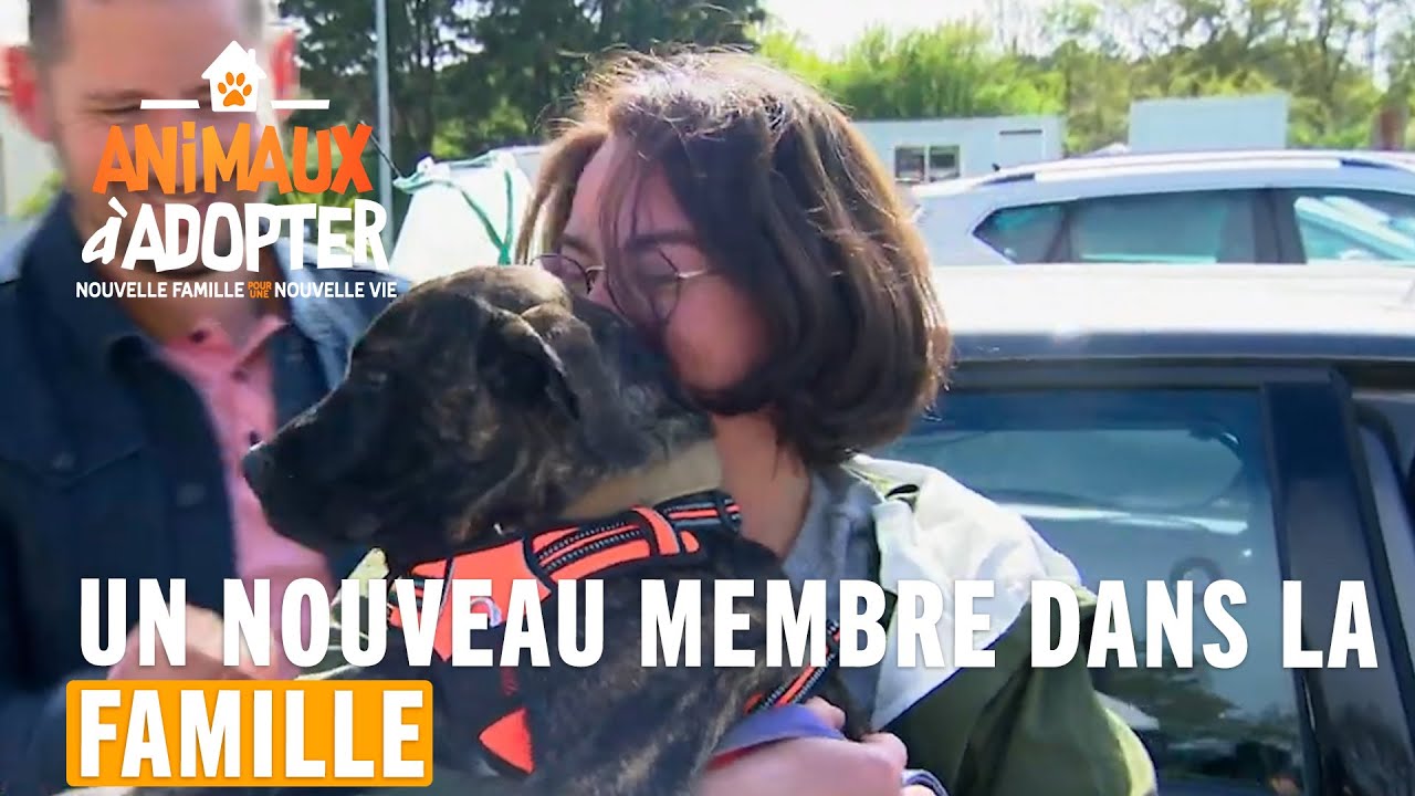 Un nouveau membre dans la famille - Animaux à adopter