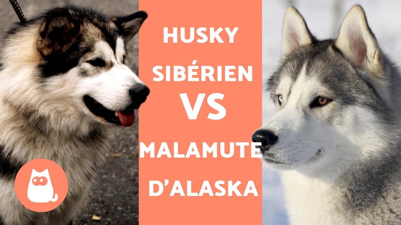 HUSKY VS MALAMUTE D'ALASKA - Différences entre Husky Sibérien et Malamute d'Alaska