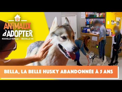 Bella, la belle husky abandonnée à 5 ans - Animaux à Adopter