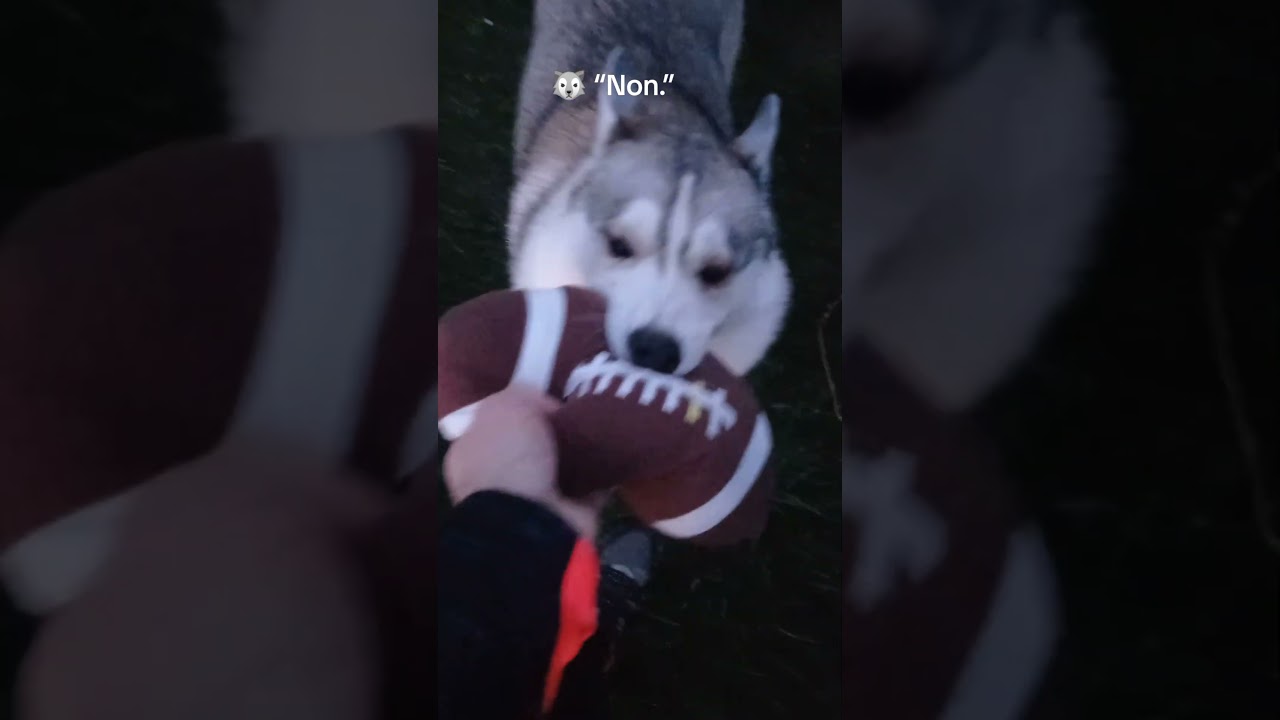 Un husky ne rend JAMAIS le ballon 🏈
