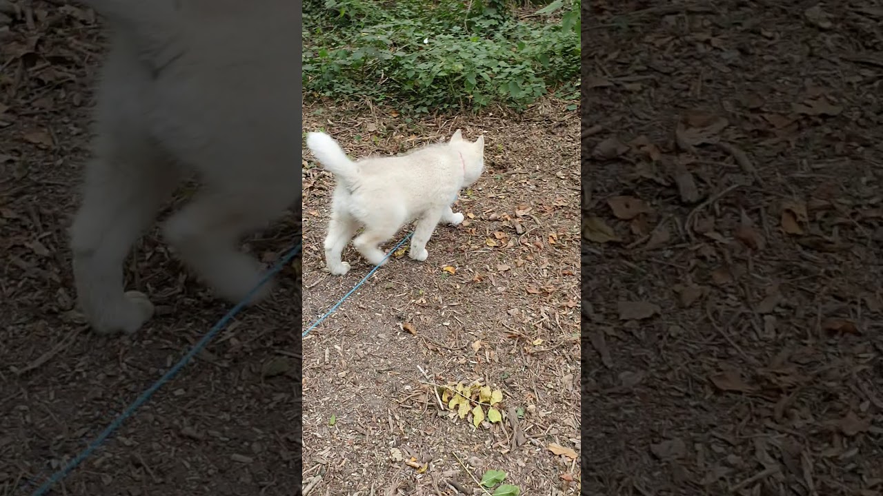 Apprentissage du rappel d'un chiot husky de 2 mois