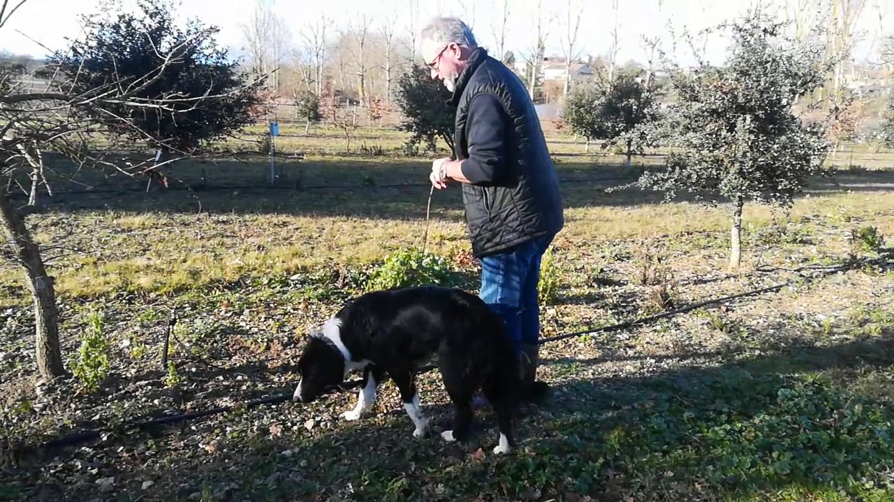 Andiran (47) : Belle, le border collie qui cherche des truffes