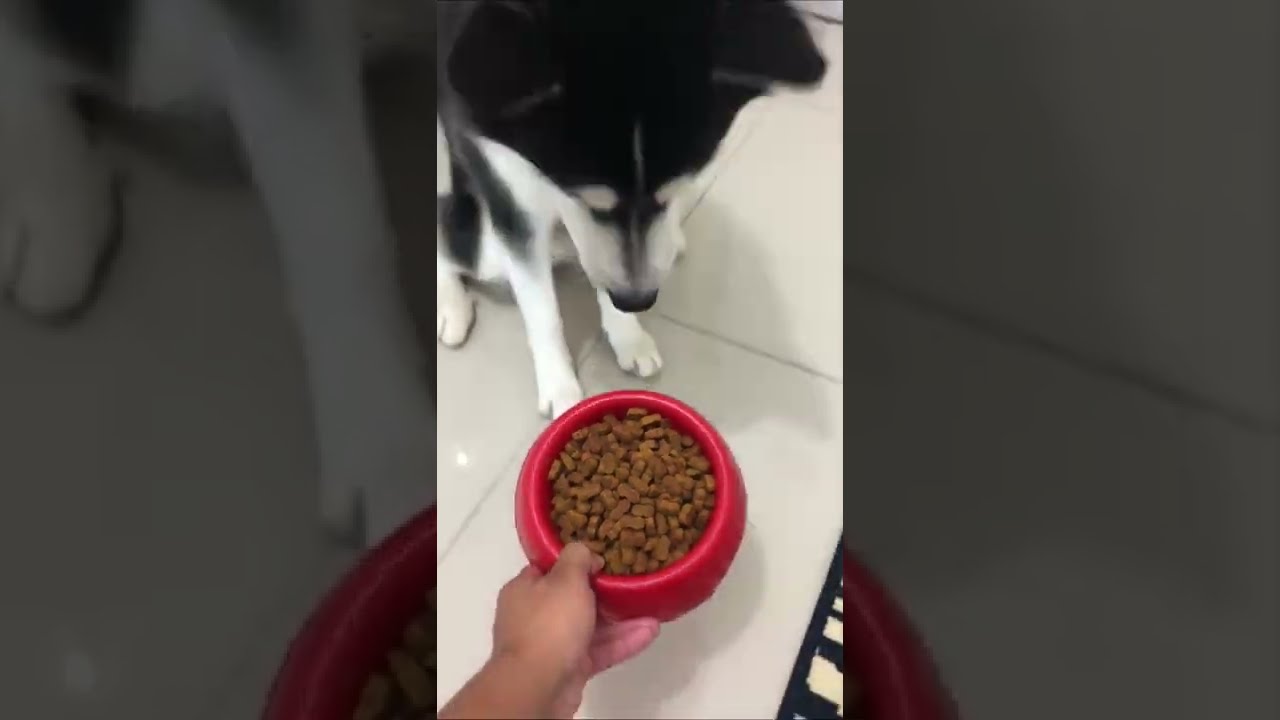 Ce chien mange uniquement de la nourriture cuisiné