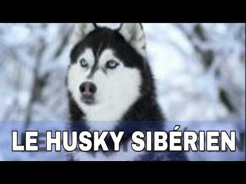 LE HUSKY: CARACTÈRE/ ÉDUCATION / COMPORTEMENT