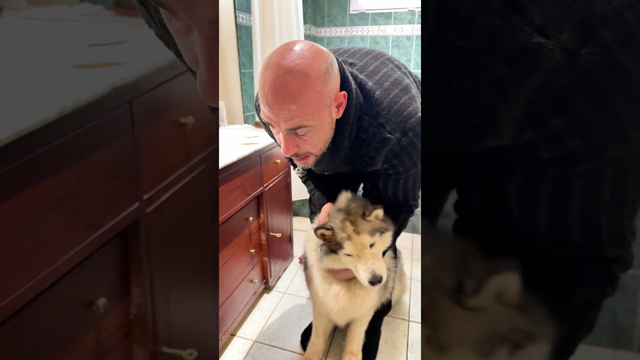 Infection dans l’oreille pour Sora #chien #educationcanine #animaux #husky #chienmignon #chiens