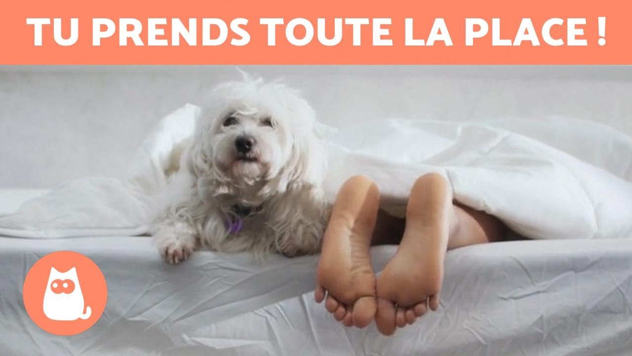Où doit dormir mon chien ? 🐶 💤 Peut-il dormir AVEC MOI ?