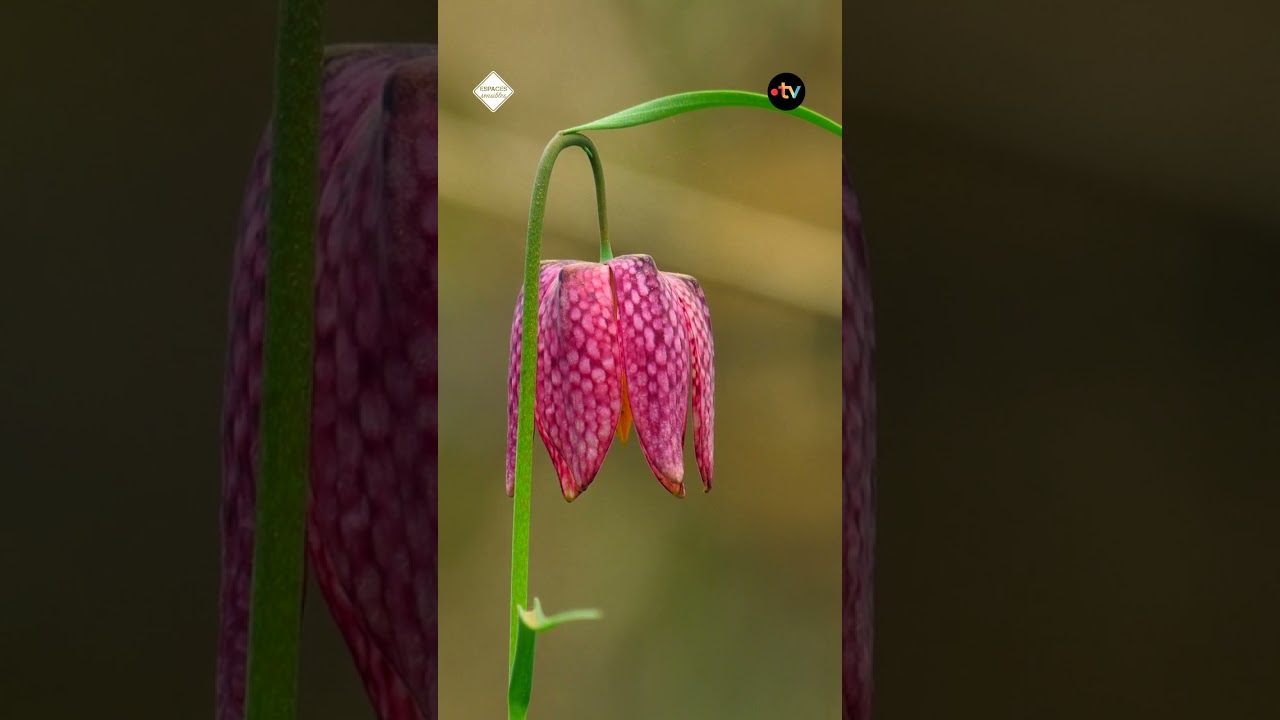 Le castor, un bâtisseur qui œuvre contre le dérèglement climatique [webserie Espaces sensibles]